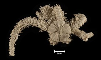 Media type: image;   Invertebrate Zoology OPH-3505 Description: Top down view of single ophiuroid specimen with a scale bar.;  Aspect: dorsal